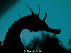 Hippocampus by Theo Robotis 